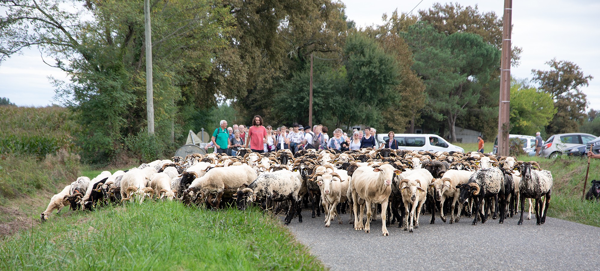 0 Arrivée du troupeau avec Txoin Iriberri en rouge 1bis 210924.jpg
