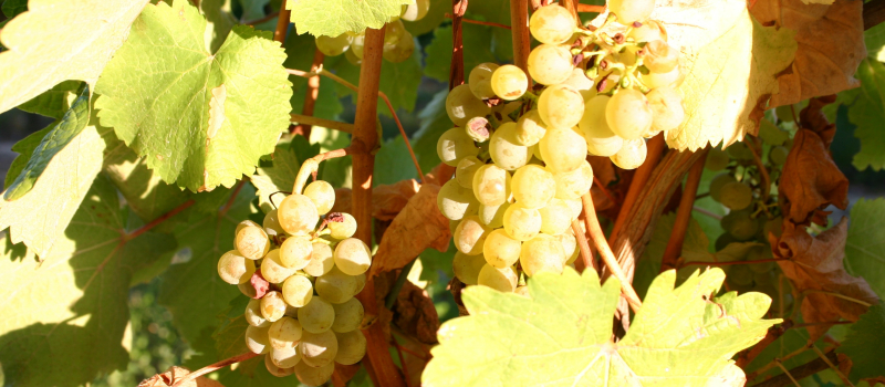 Revenons sur nos pas au temps des préparatifs des vendanges