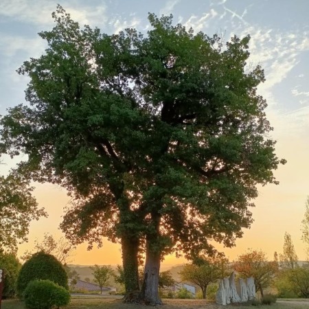 L'ARBRE  aux QUATRE CHÊNES