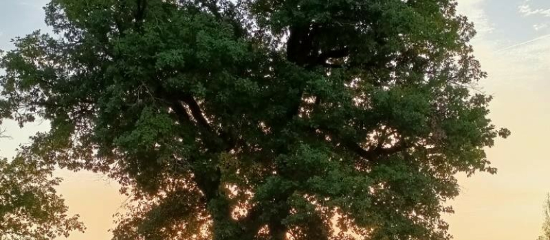 Bientôt "La Fête de l'Arbre" 2024