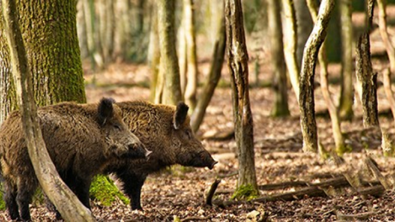 Des actions possibles pour lutter contre les dégâts aux cultures par le gros gibier