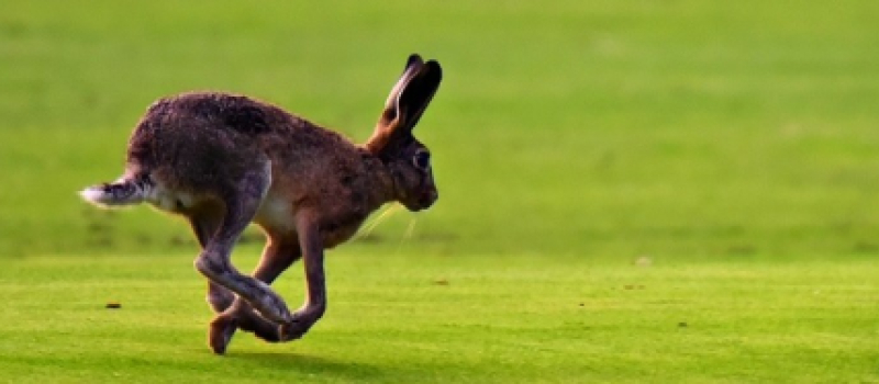 Un dimanche à la chasse au lièvre à Aux-Aussat