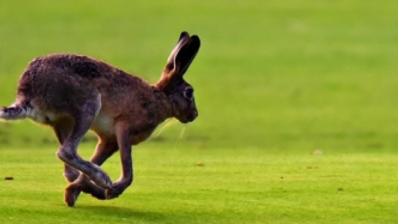 Un dimanche à la chasse au lièvre à Aux-Aussat