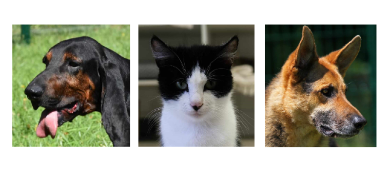 Voltaire, Néfertiti et la mascotte Nouki à la une cette semaine
