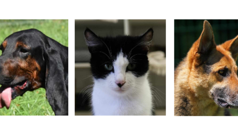 Voltaire, Néfertiti et la mascotte Nouki à la une cette semaine