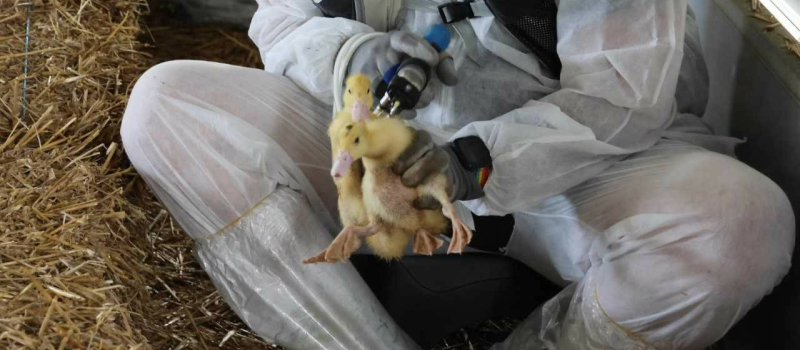 Nouvelle campagne de vaccination obligatoire des canards contre l’Influenza aviaire hautement pathogène dans le Gers