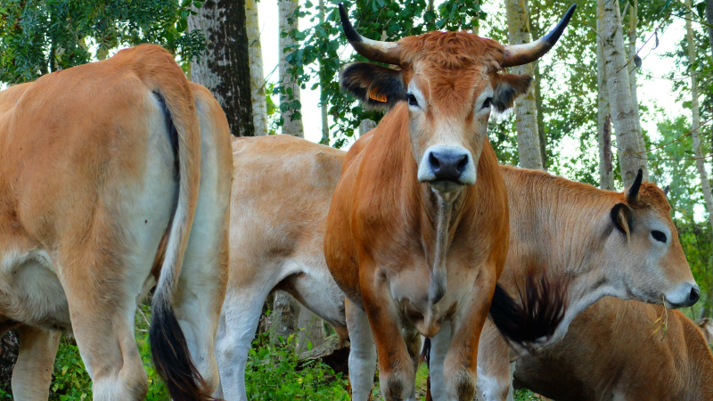 Les paysan.nes doivent être les garants de la biodiversité !