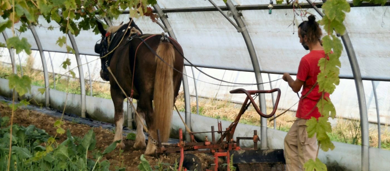 Festi'Ferme, une belle journée dédiée à une agriculture responsable