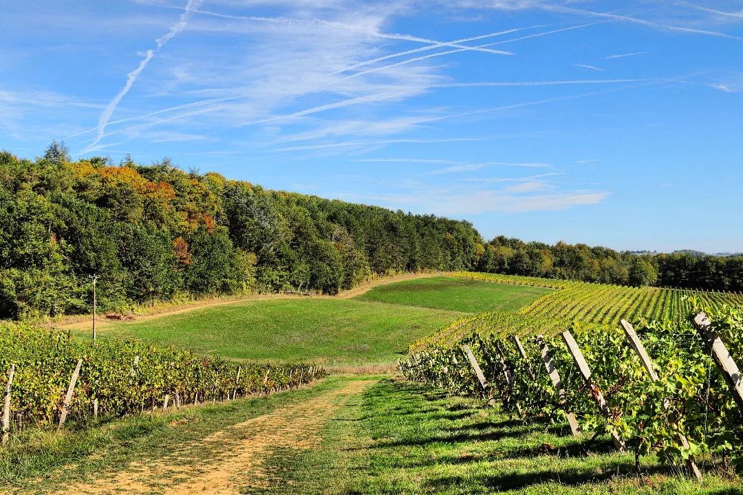 25_vin_Yoga_Domaine_Bile.jpg