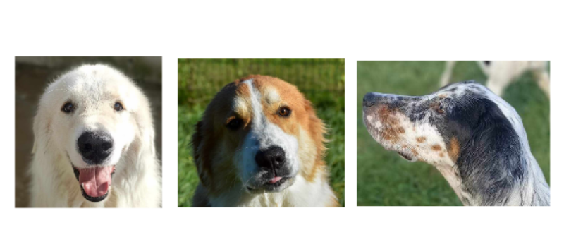 Les trois nouveaux venus de la semaine, trois jeunes chiens !