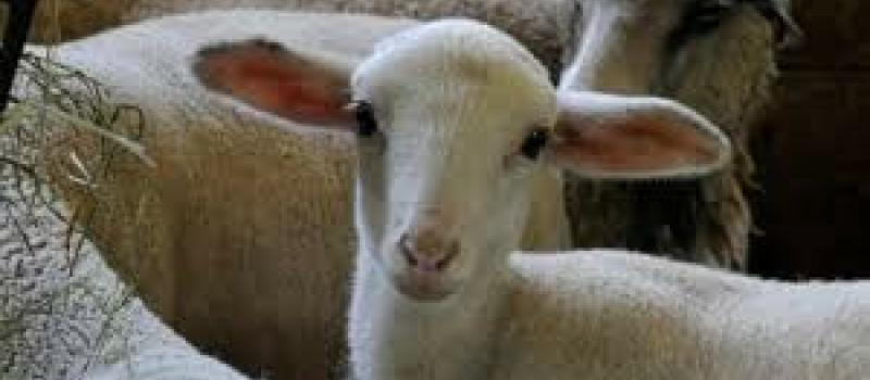 COMMUNIQUÉ recrudescence de la fièvre catarrhale ovine