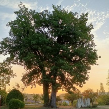 Les organisateurs de la journée de l'ARBRE 2024 ont présenté un programme extrêmement riche et varié