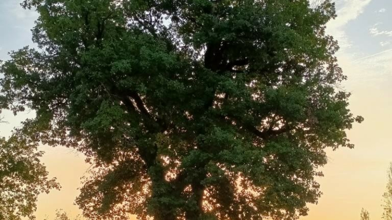 Les organisateurs de la journée de l'ARBRE 2024 ont présenté un programme extrêmement riche et varié