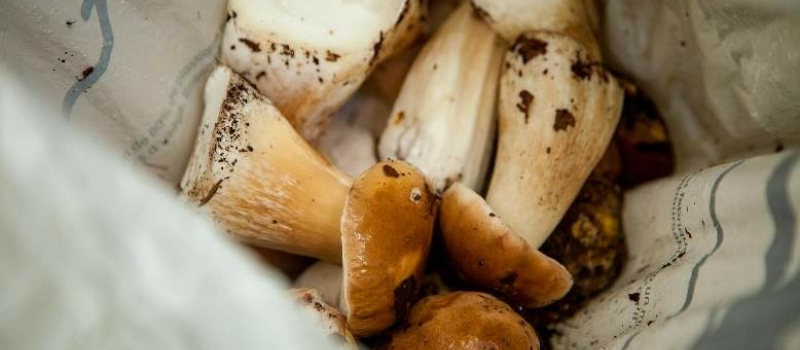 La cueillette des champignons, oui, mais avec modération et quelques précautions !