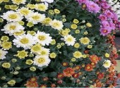 chrysanthemes 14.jpg