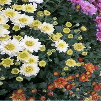 chrysanthemes 14.jpg