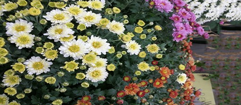 Des chrysanthèmes à profusion