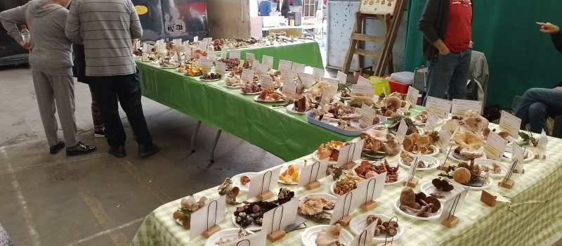 Mieux connaître les champignons et les activités de la SGM