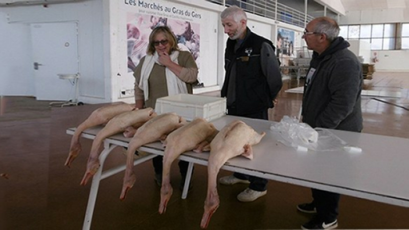 Ouverture du marché au gras