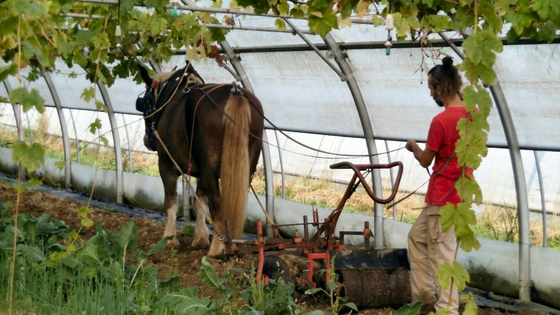 Initiation à la traction animale équine et asine