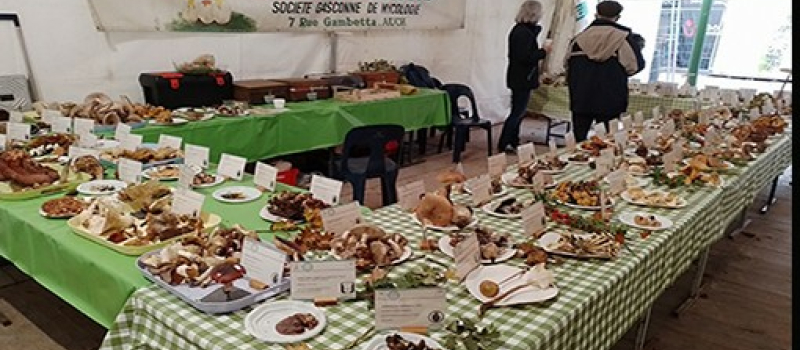 la Société Gersoise de Mycologie à la foire de la Saint Martin
