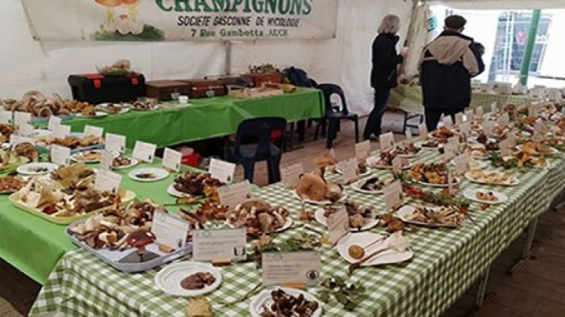 la Société Gersoise de Mycologie à la foire de la Saint Martin