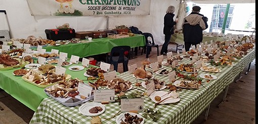 sgm champignon.jpg