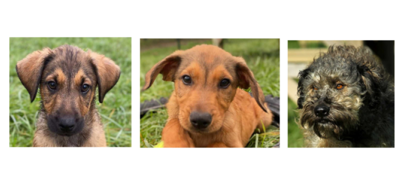 Deux chiots Bob et Marley et un jeune chien Bart à la une cette semaine !