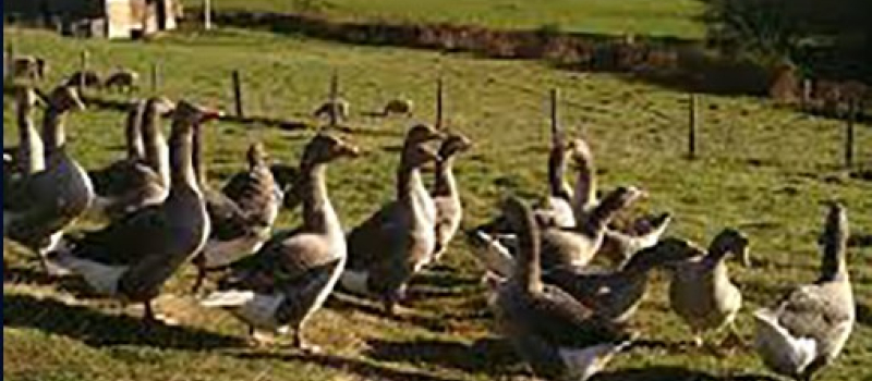 Grippe aviaire : la menace revient