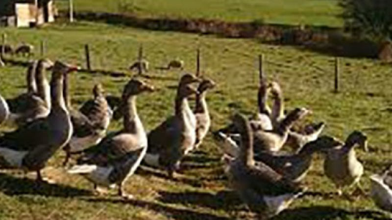 Grippe aviaire : la menace revient