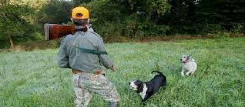Les chasseurs gersois consultés par voie dématérialisée