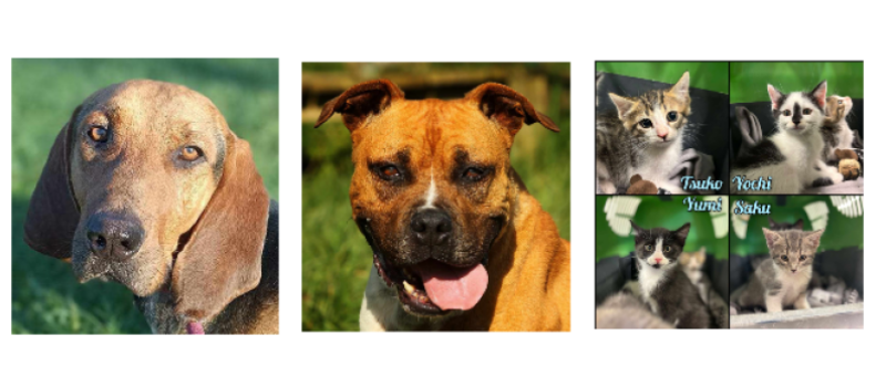 A la une cette semaine, Elix et Niska et quatre chatons !