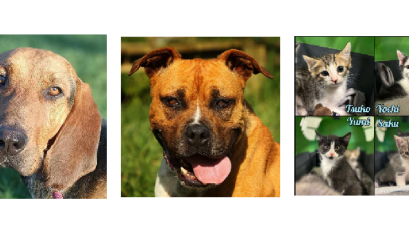 A la une cette semaine, Elix et Niska et quatre chatons !