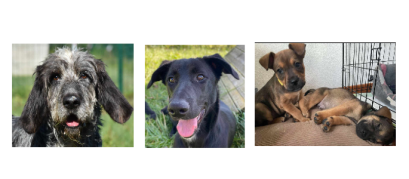 A la une cette semaine, Tristou et trois chiots, Paloma et le duo Laurel et Hardy !