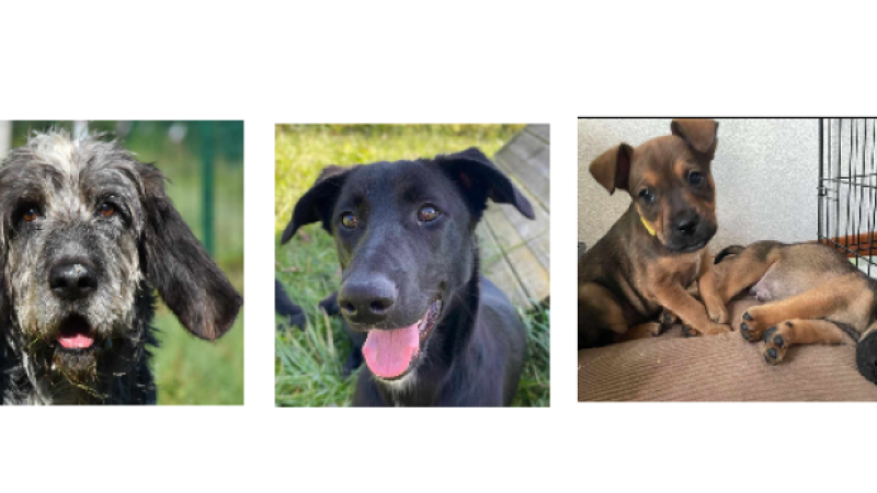 A la une cette semaine, Tristou et trois chiots, Paloma et le duo Laurel et Hardy !