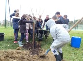 Quarante trois  arbres  adaptés au réchauffement climatiques ont été plantés