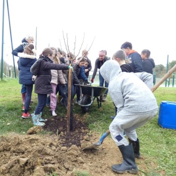 Quarante trois  arbres  adaptés au réchauffement climatiques ont été plantés