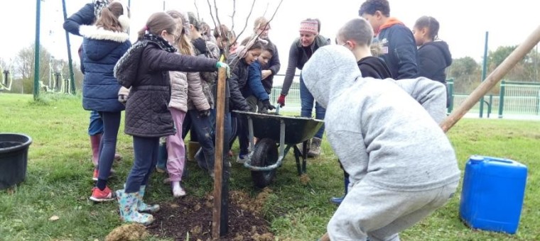 Quarante trois  arbres  adaptés au réchauffement climatiques ont été plantés