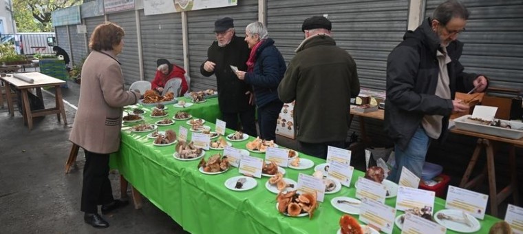 SGM champignons décembre.jpeg