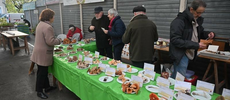 Echos de la Société Gersoise de Mycologie