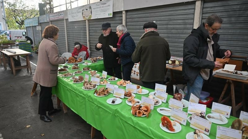 Echos de la Société Gersoise de Mycologie