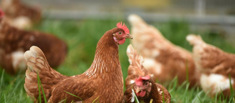 Sauvetage de poules Lagrange 40