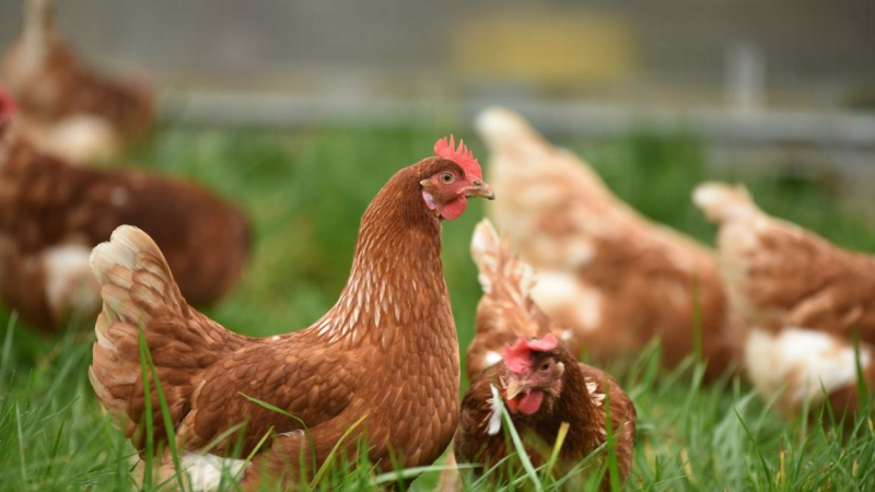 Sauvetage de poules Lagrange 40