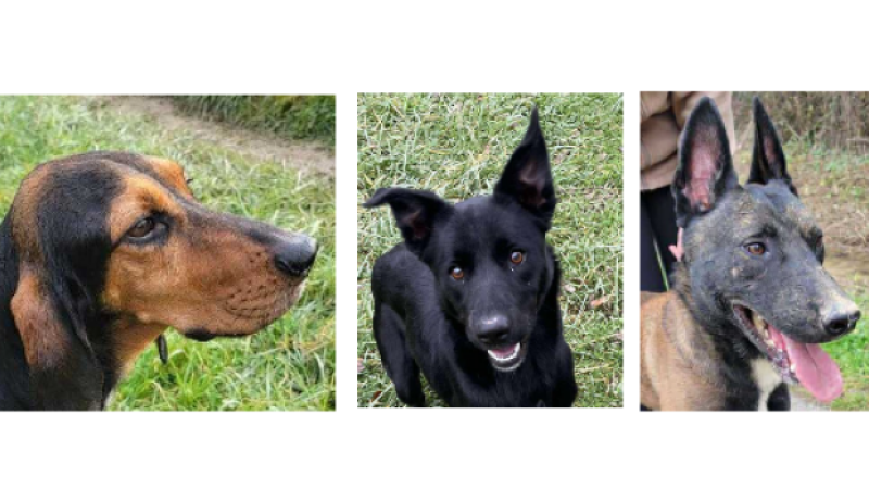 A la une cette semaine, les derniers arrivés à la SPA, Lili, Romance et Venum !