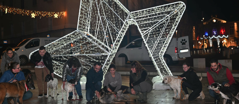 La SPA de sortie pour sa balade de Noël ce mardi !