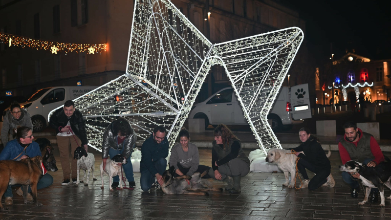 La SPA de sortie pour sa balade de Noël ce mardi !