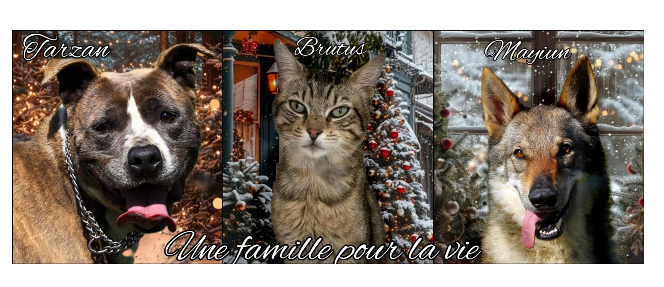 Capture d’écran 2024-12-23 134227.png