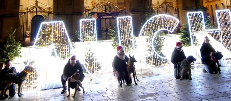 Quand les pensionnaires de la SPA fêtent Noël !