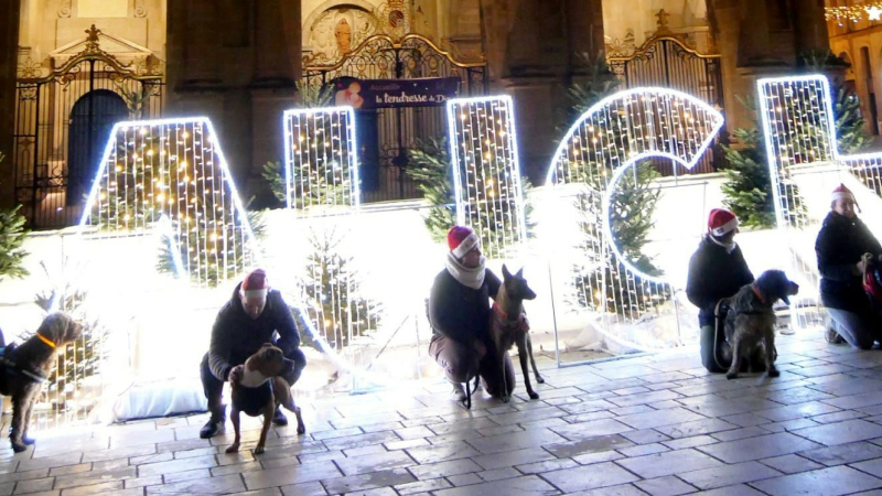 Quand les pensionnaires de la SPA fêtent Noël !