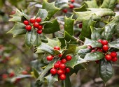 ilex-aquifolium-180808.jpg